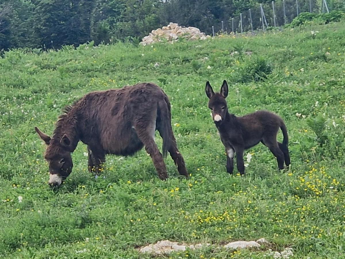 Hotel Plitvice Palace Grabovac  Zewnętrze zdjęcie